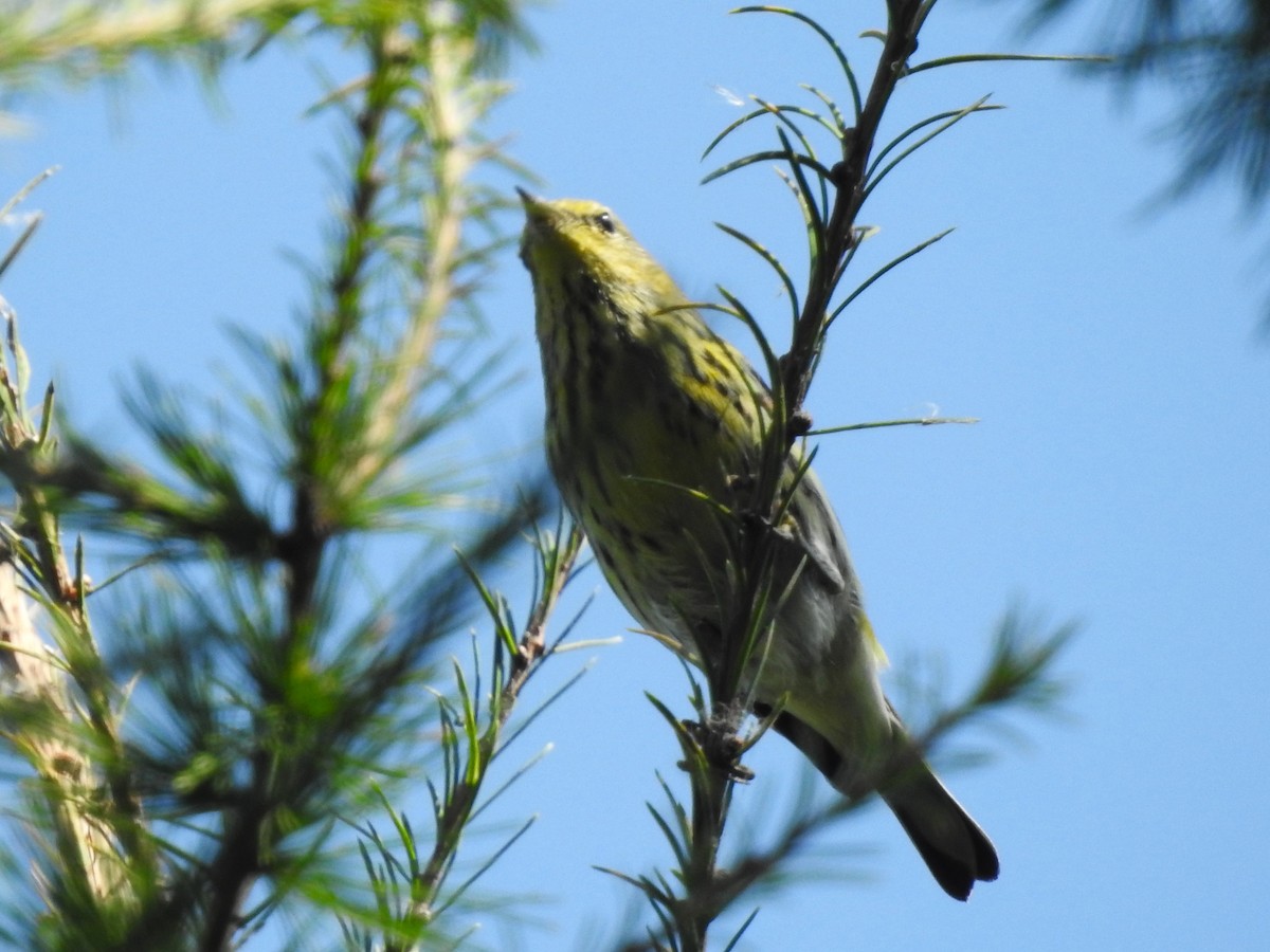 Cape May Warbler - ML623914641