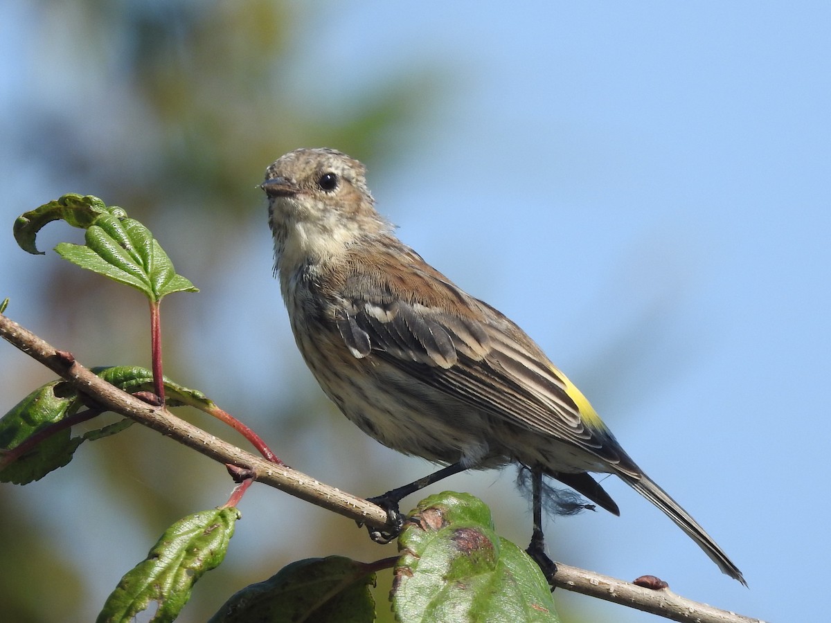 Yellow-rumped Warbler - ML623914644