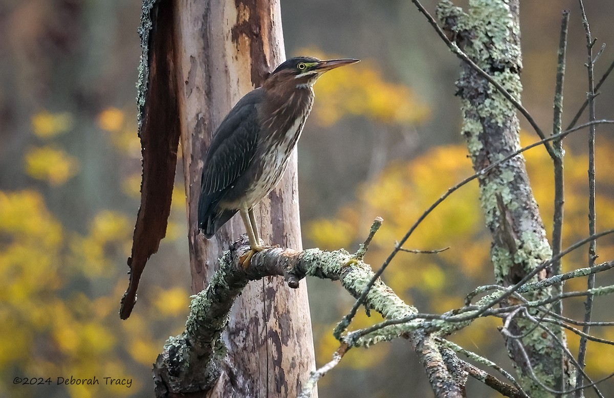 Green Heron - ML623914645