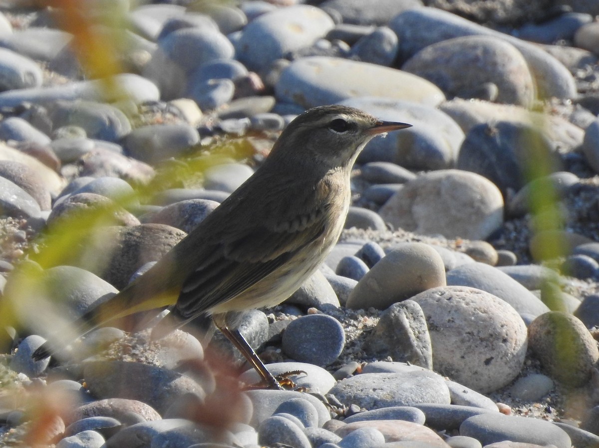 Palm Warbler - ML623914648