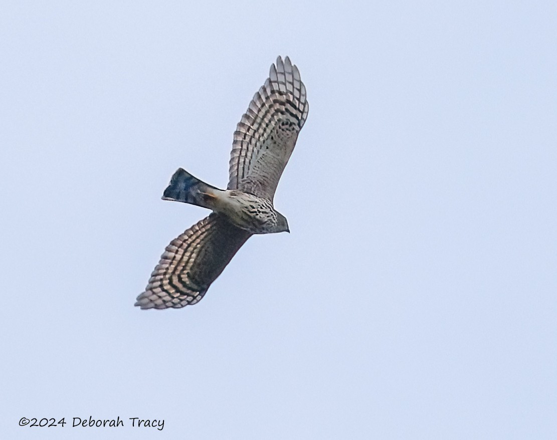 Sharp-shinned Hawk - ML623914649