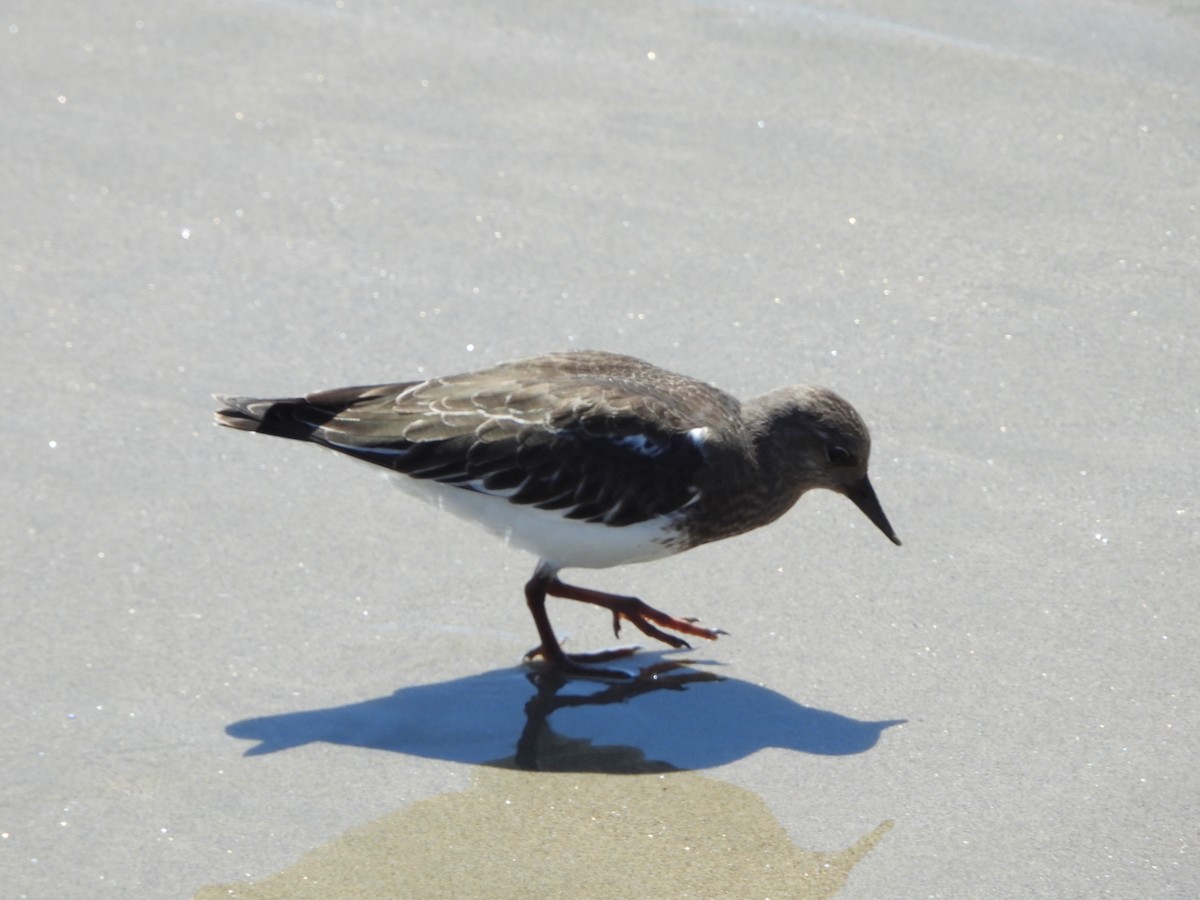 Black Turnstone - ML623914663