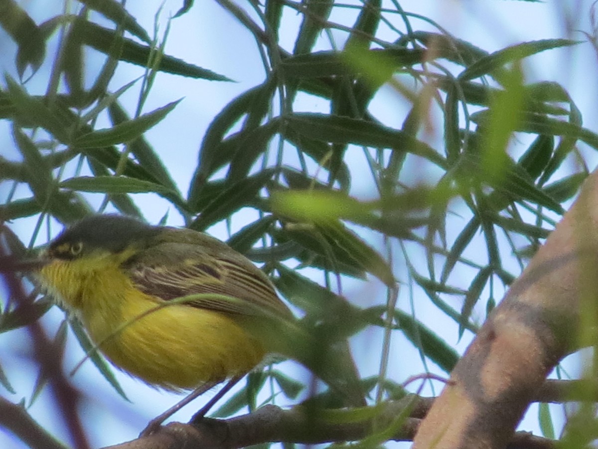 Common Tody-Flycatcher - ML623914665