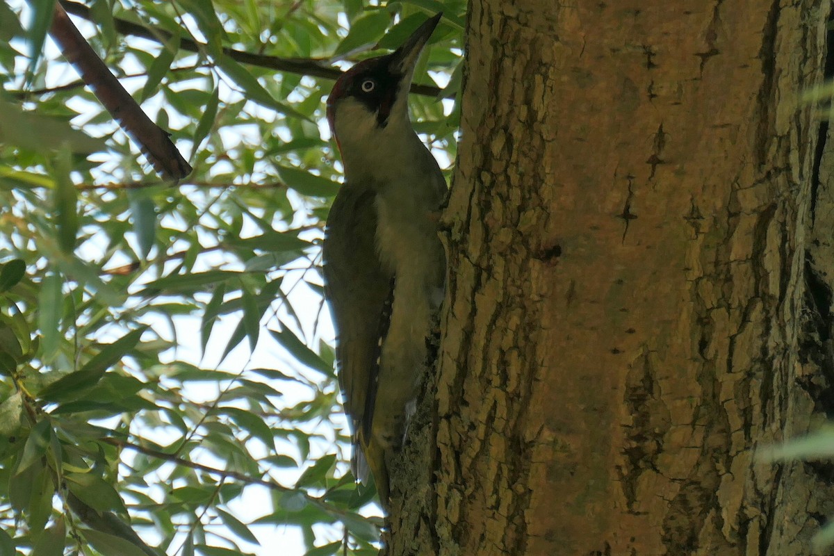 Eurasian Green Woodpecker - ML623914666