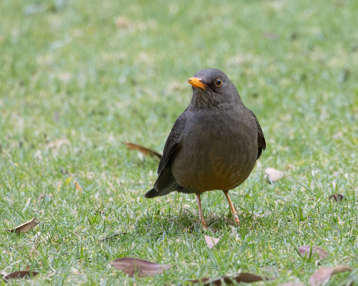 Karoo Thrush - ML623914698