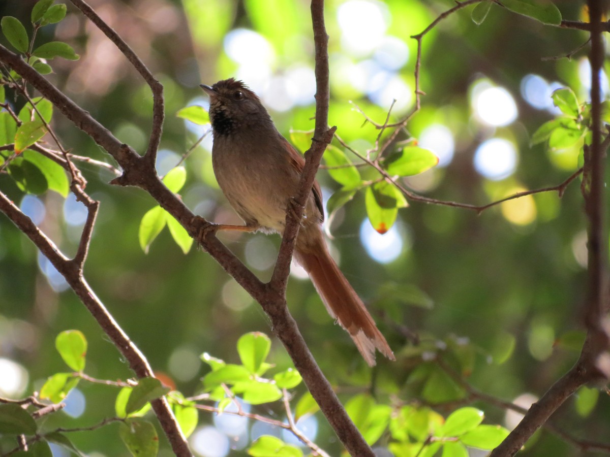 Sooty-fronted Spinetail - ML623914718