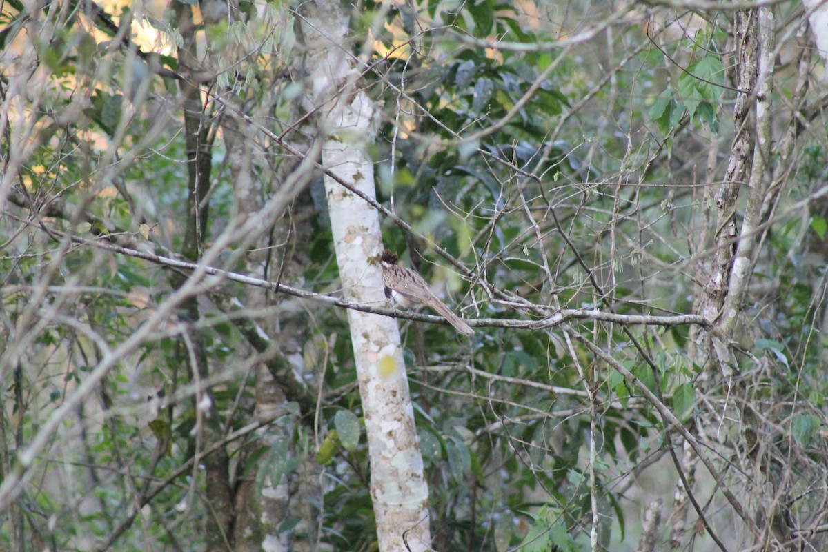 Striped Cuckoo - Denis Deville