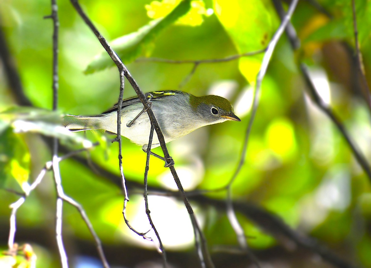 Chestnut-sided Warbler - ML623914731