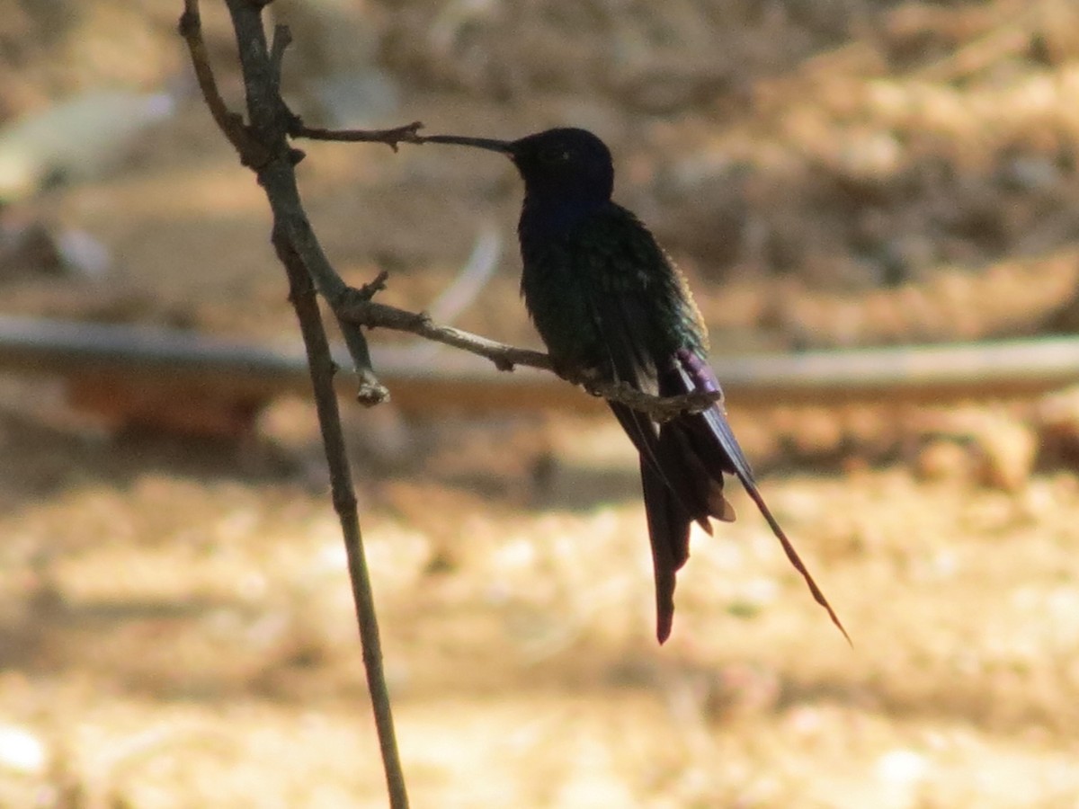 Swallow-tailed Hummingbird - ML623914742