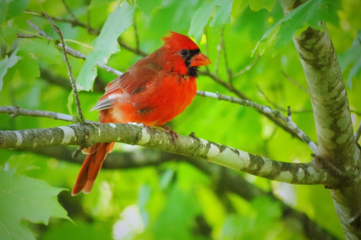 Northern Cardinal - ML623914755