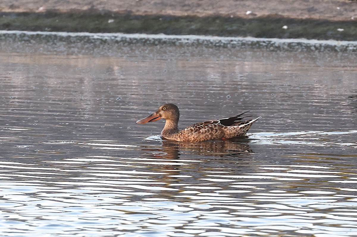 Northern Shoveler - ML623914761