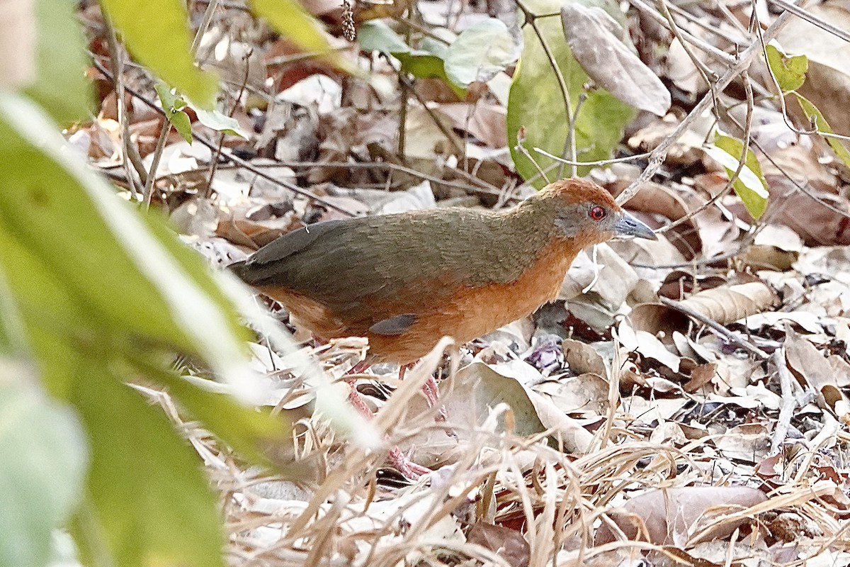 Russet-crowned Crake - ML623914762