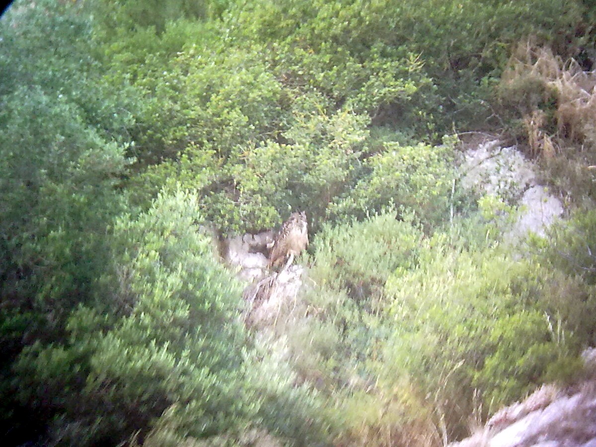 Eurasian Eagle-Owl - Flávio Oliveira