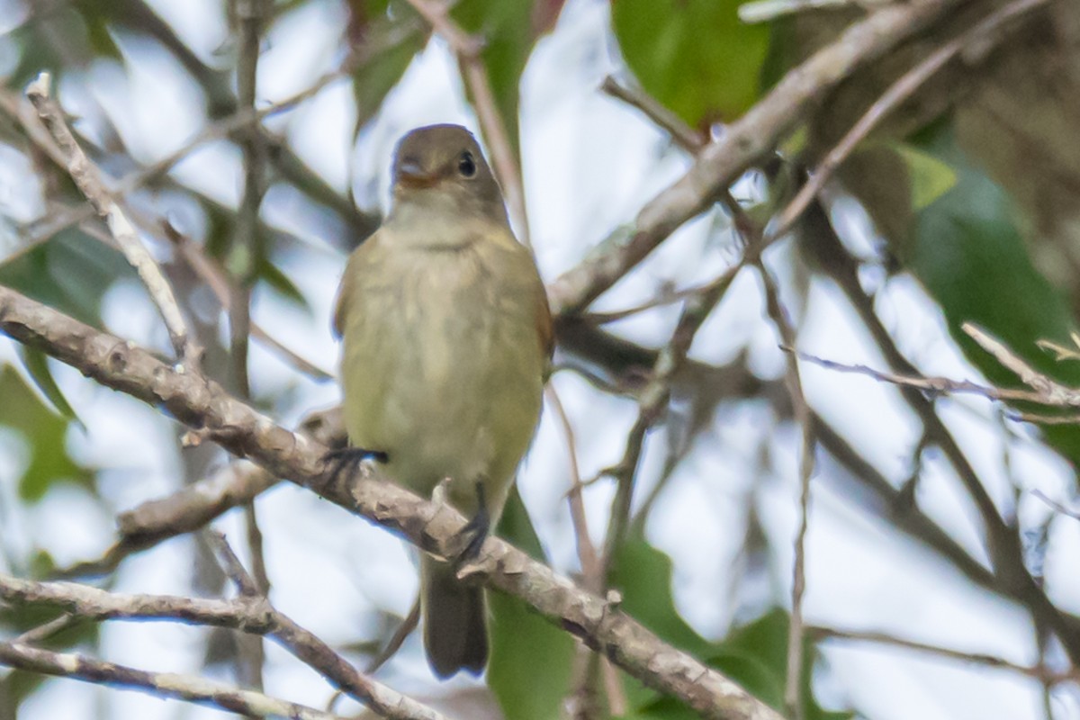 Alder Flycatcher - ML623914845