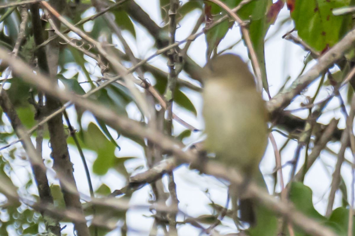 Alder Flycatcher - ML623914846