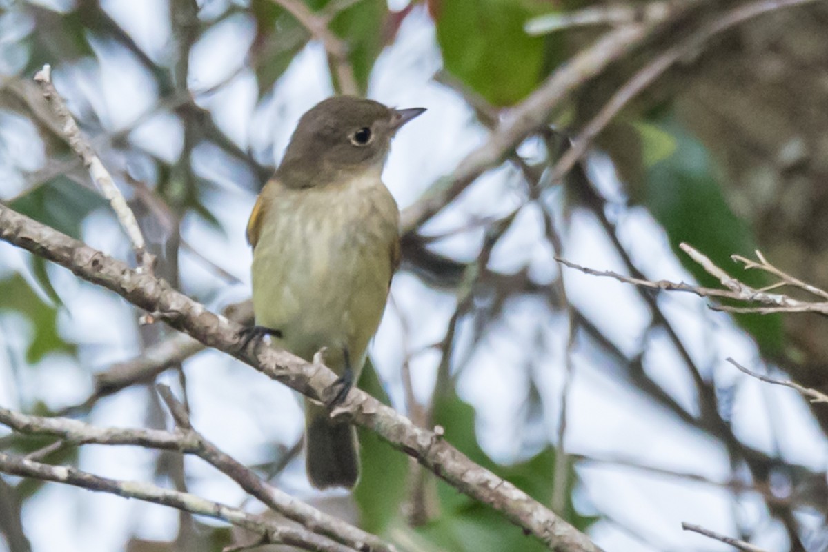 Alder Flycatcher - ML623914847