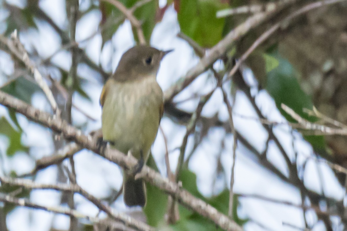 Alder Flycatcher - ML623914848