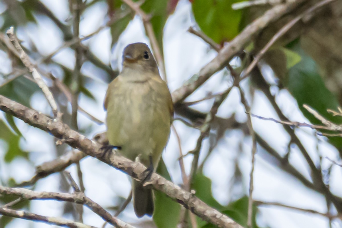 Alder Flycatcher - ML623914849