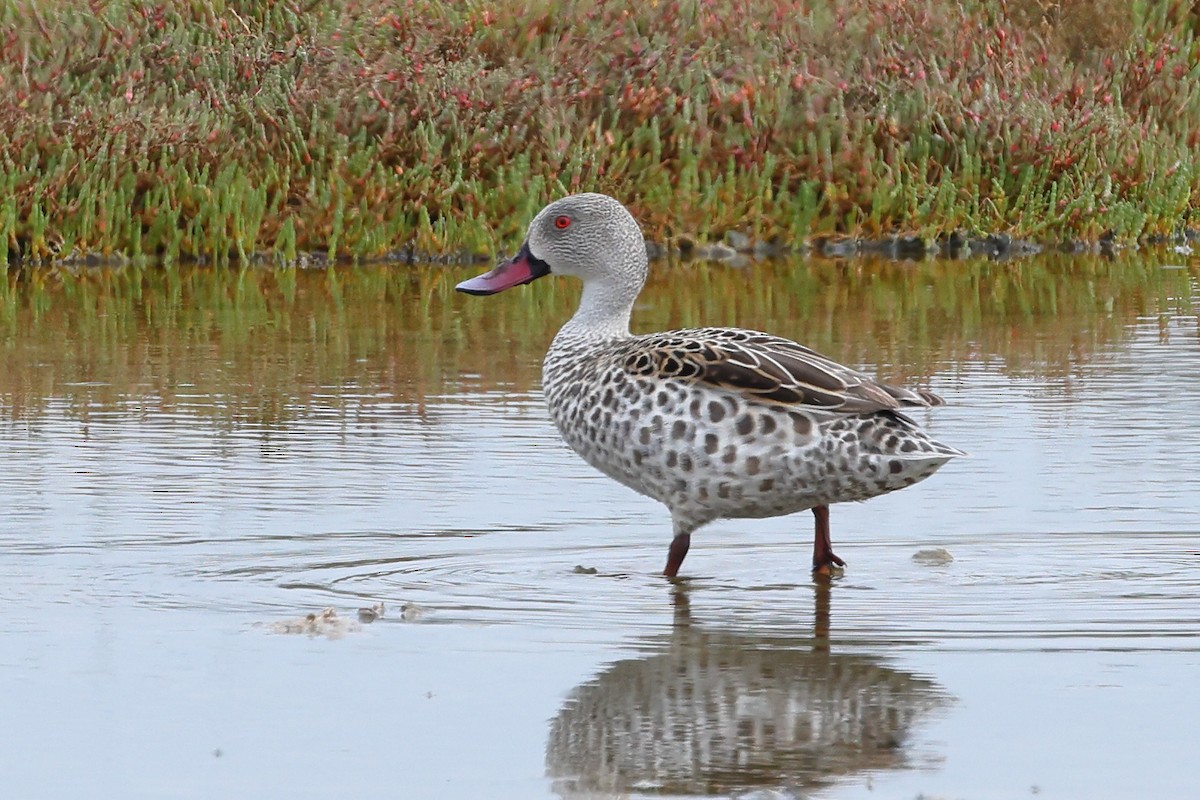 Cape Teal - ML623914862