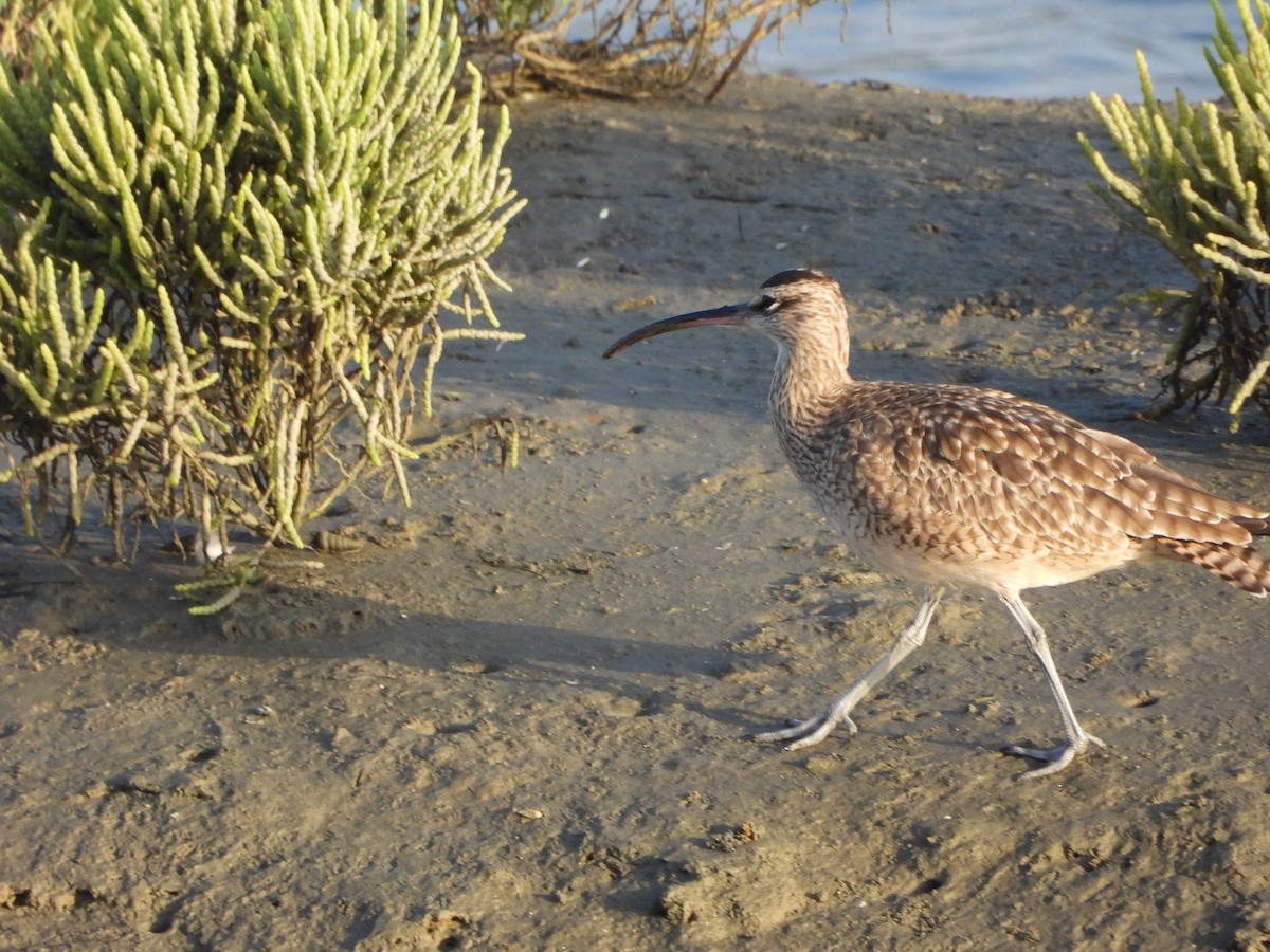 Regenbrachvogel - ML623914868