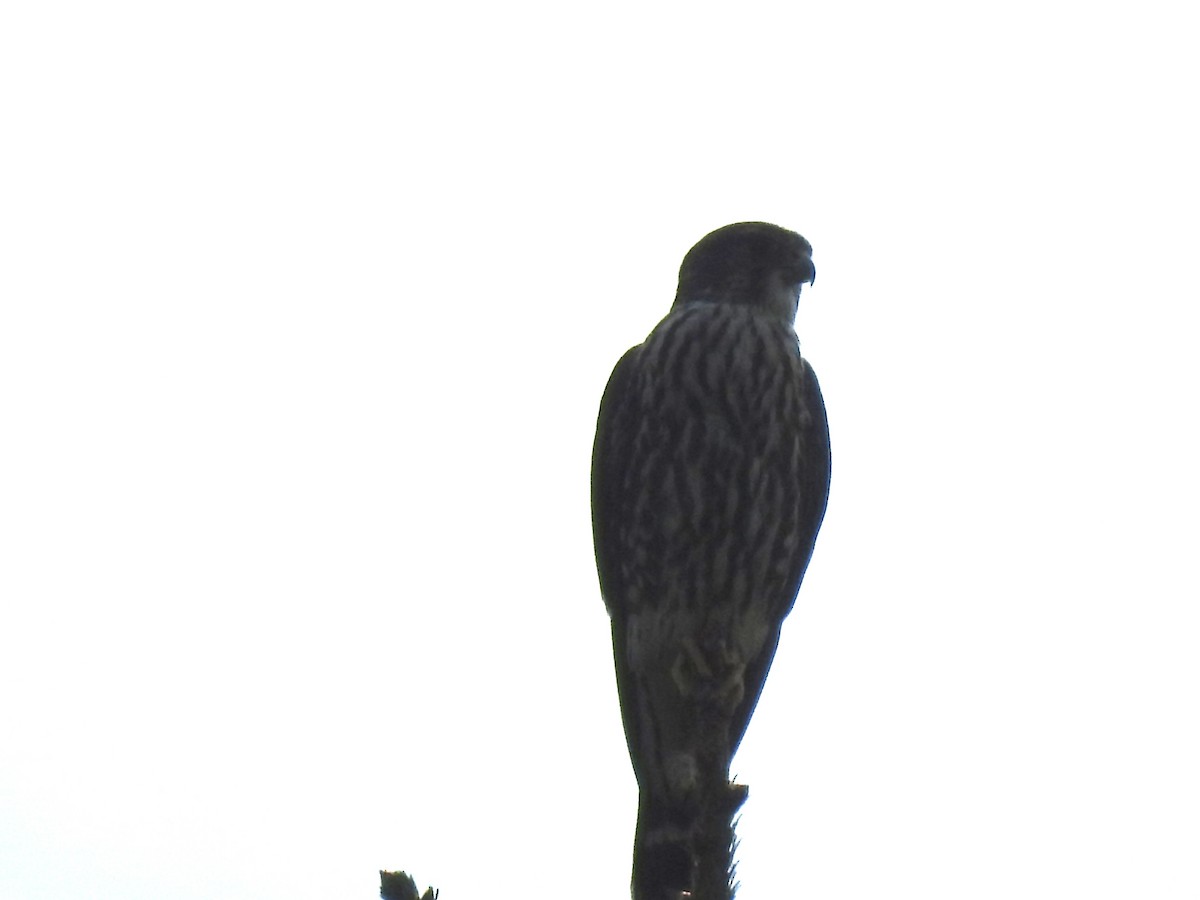 Faucon émerillon (columbarius) - ML623914880