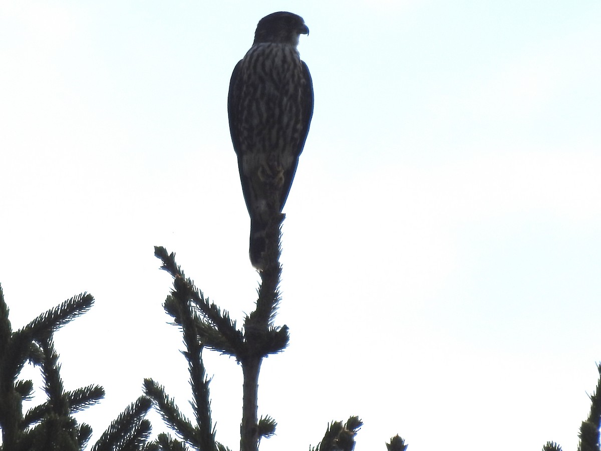 Faucon émerillon (columbarius) - ML623914881