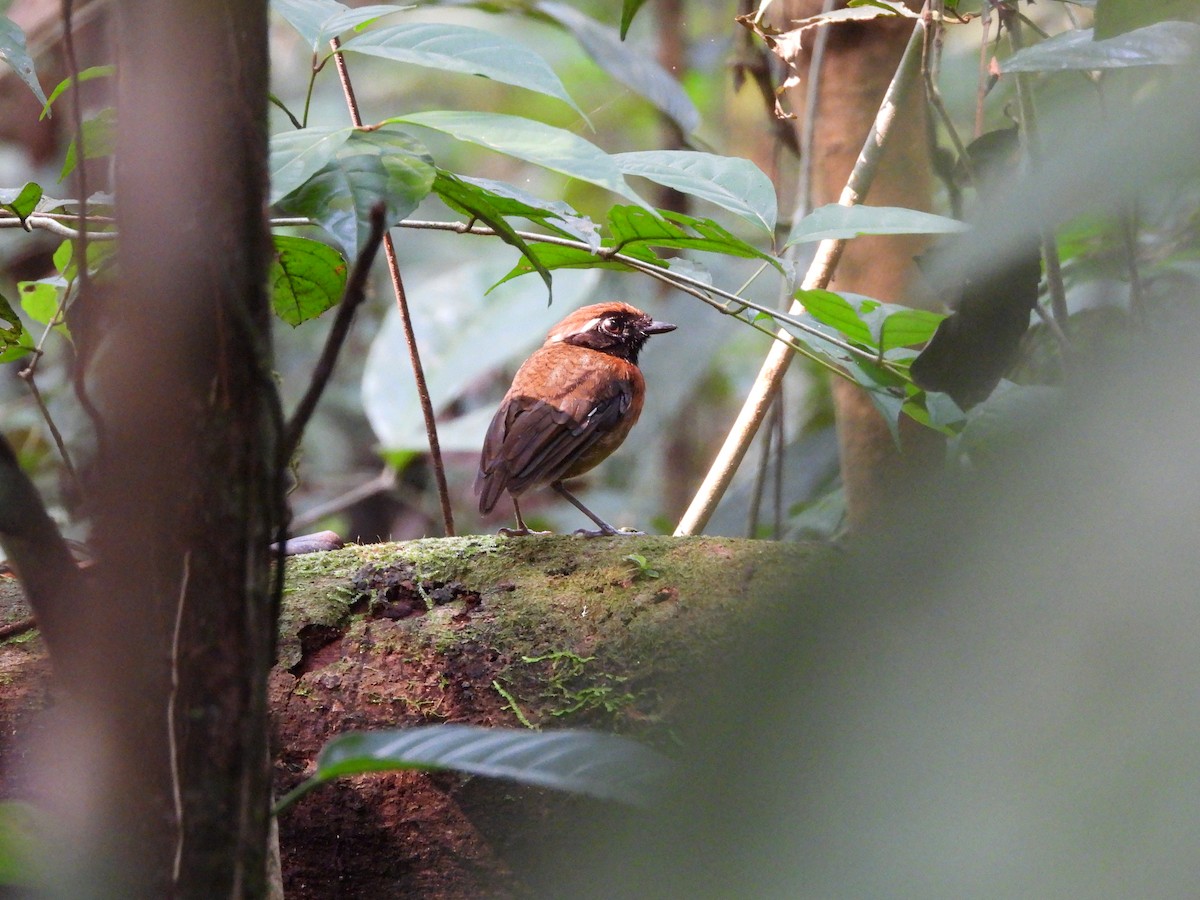 Chestnut-belted Gnateater - ML623914882