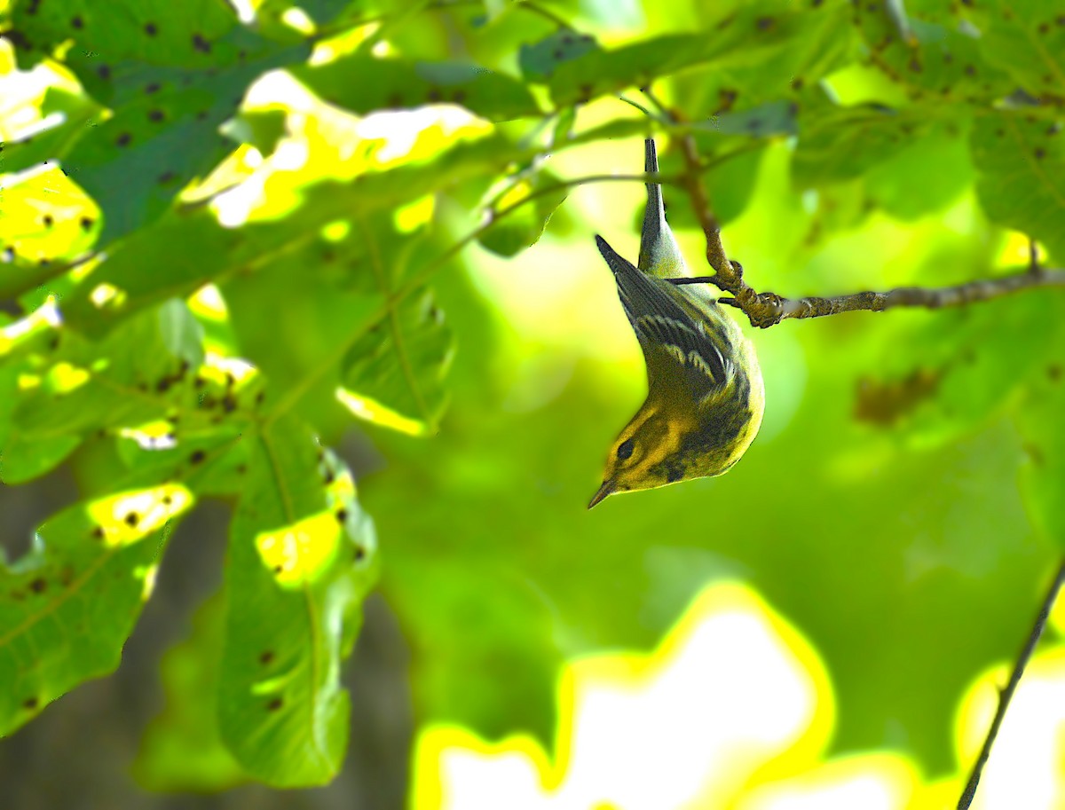 Black-throated Green Warbler - ML623914914