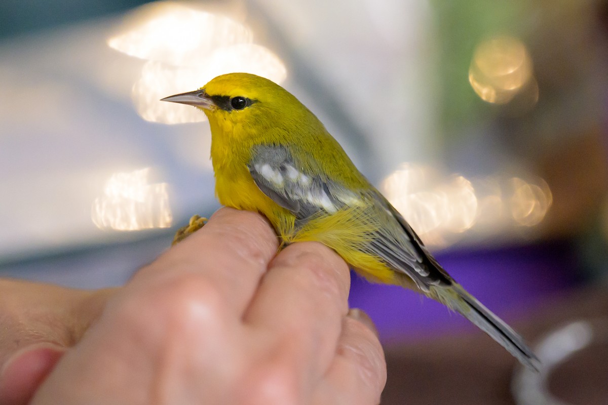 Blue-winged Warbler - Graham Gerdeman