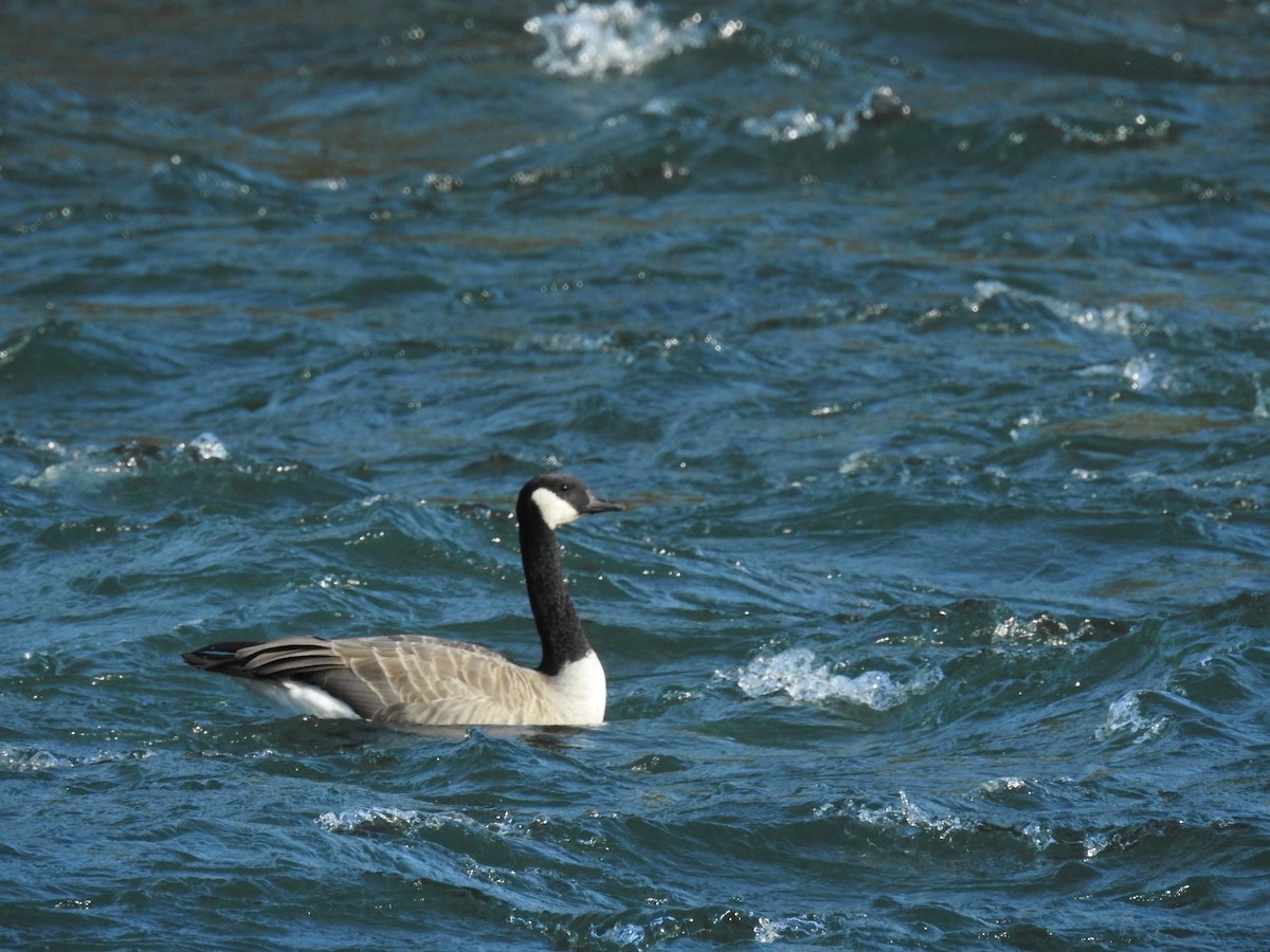 Canada Goose - ML623914956