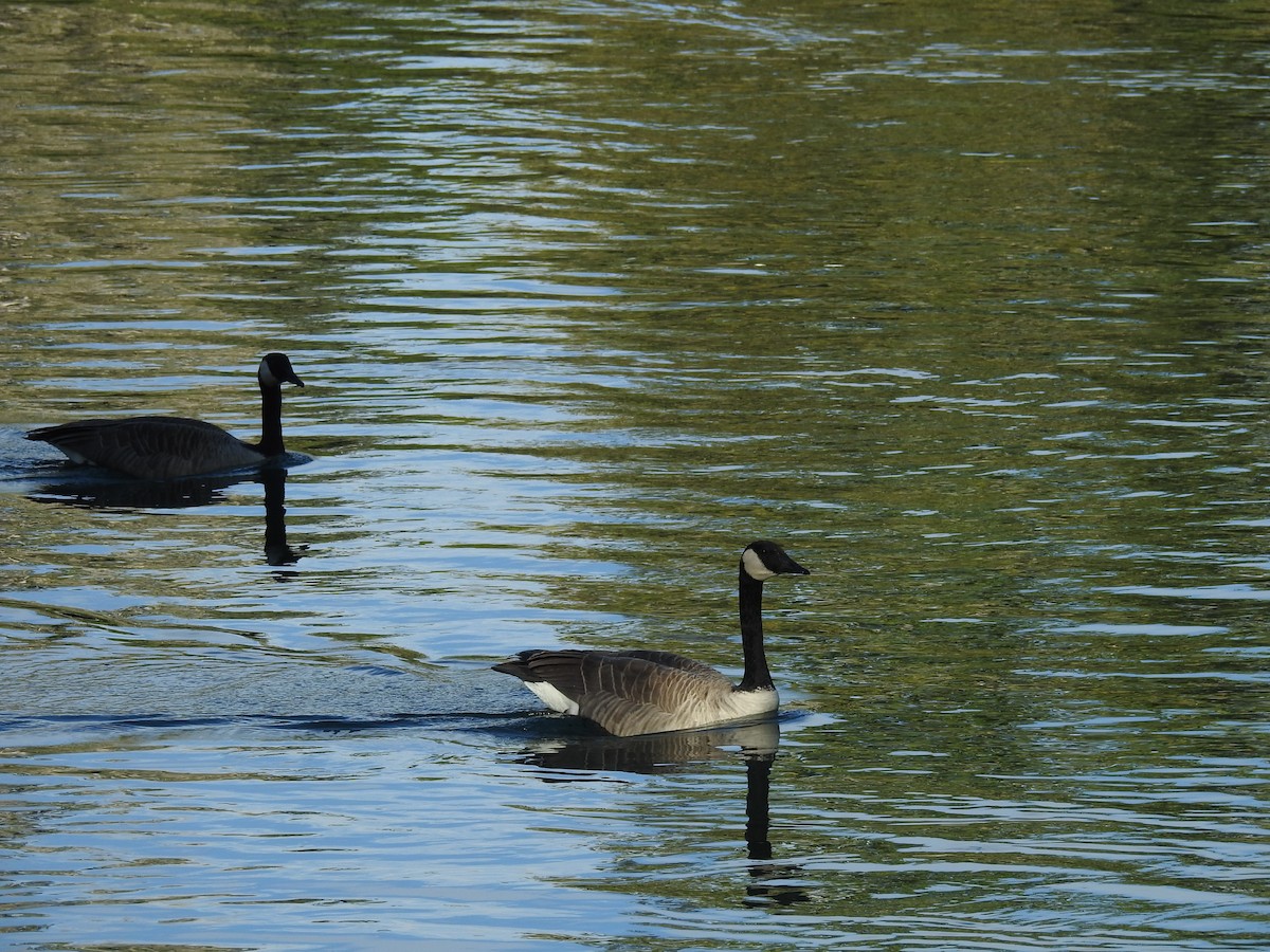 Canada Goose - ML623914959