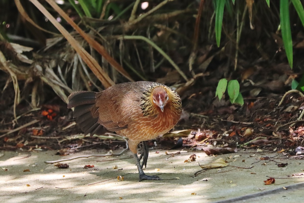 Red Junglefowl - ML623914960