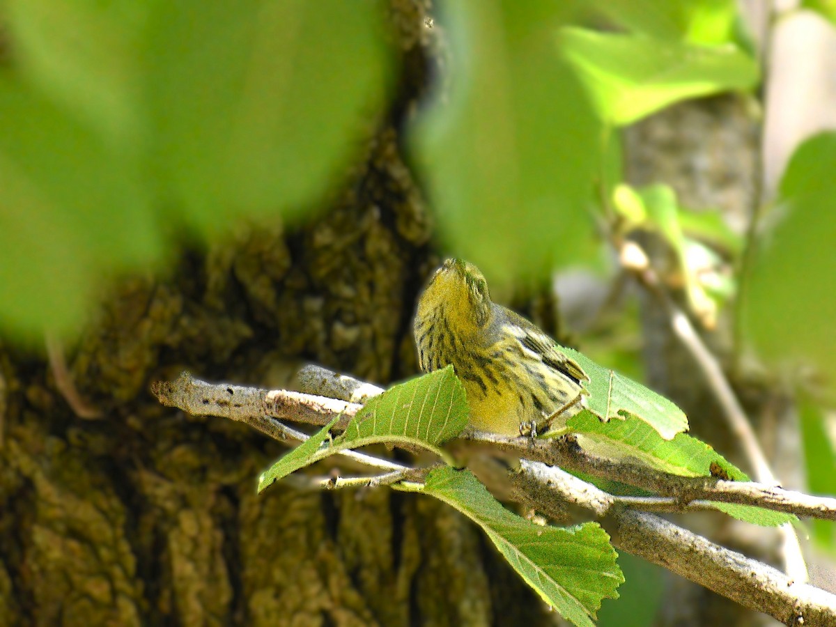 Cape May Warbler - ML623914976