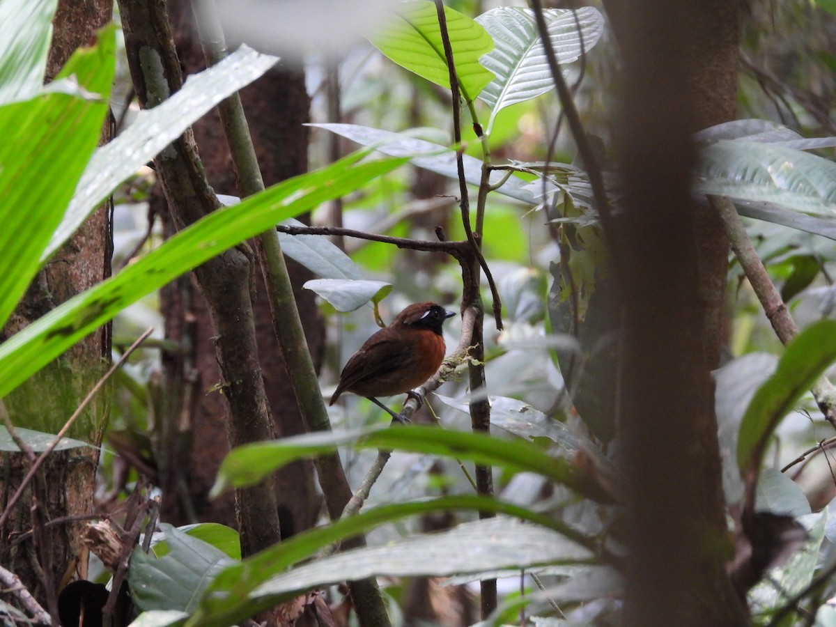 Chestnut-belted Gnateater - ML623914978