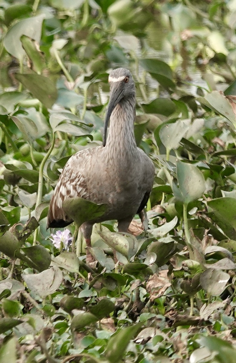 Plumbeous Ibis - Rainer Ruess