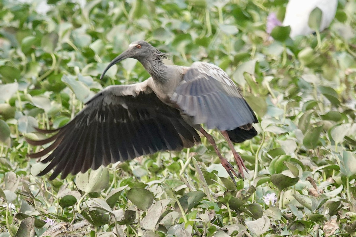 Plumbeous Ibis - ML623914986