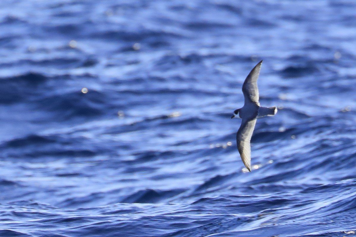 Blue Petrel - ML623915016