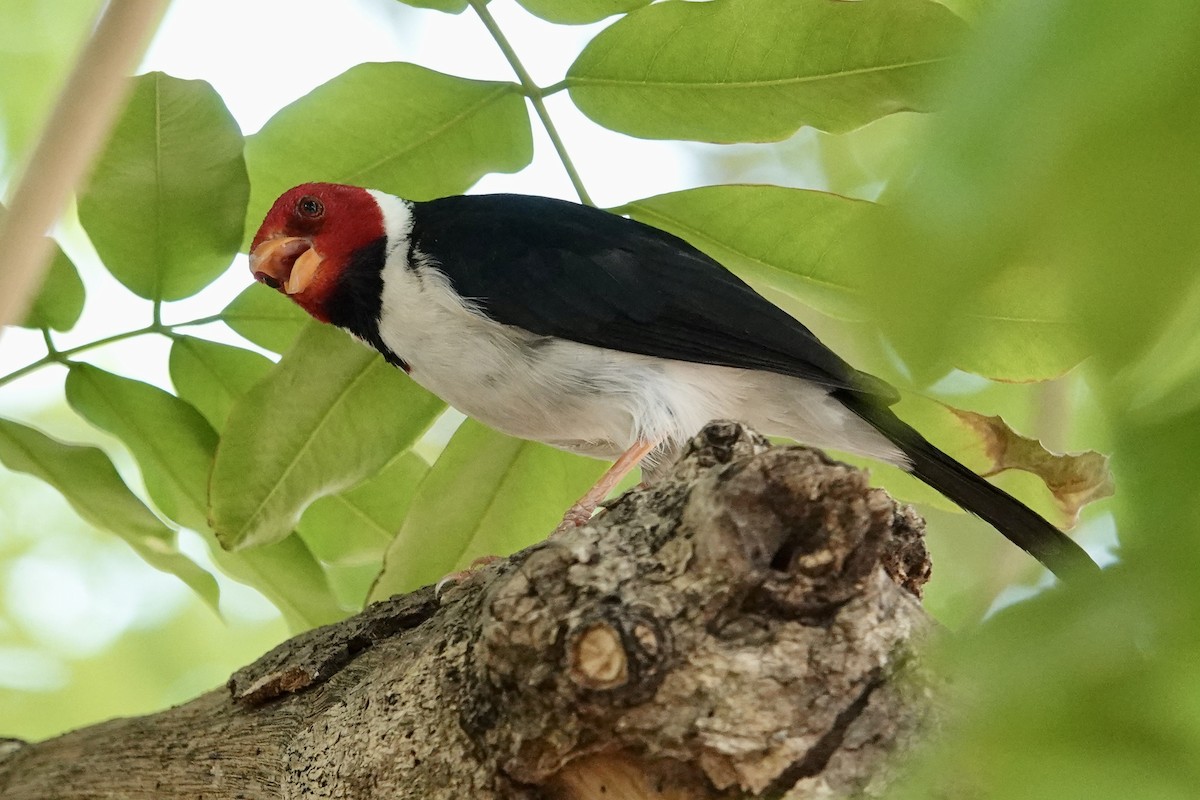 Yellow-billed Cardinal - ML623915029