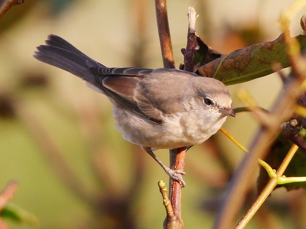 Barred Warbler - ML623915035