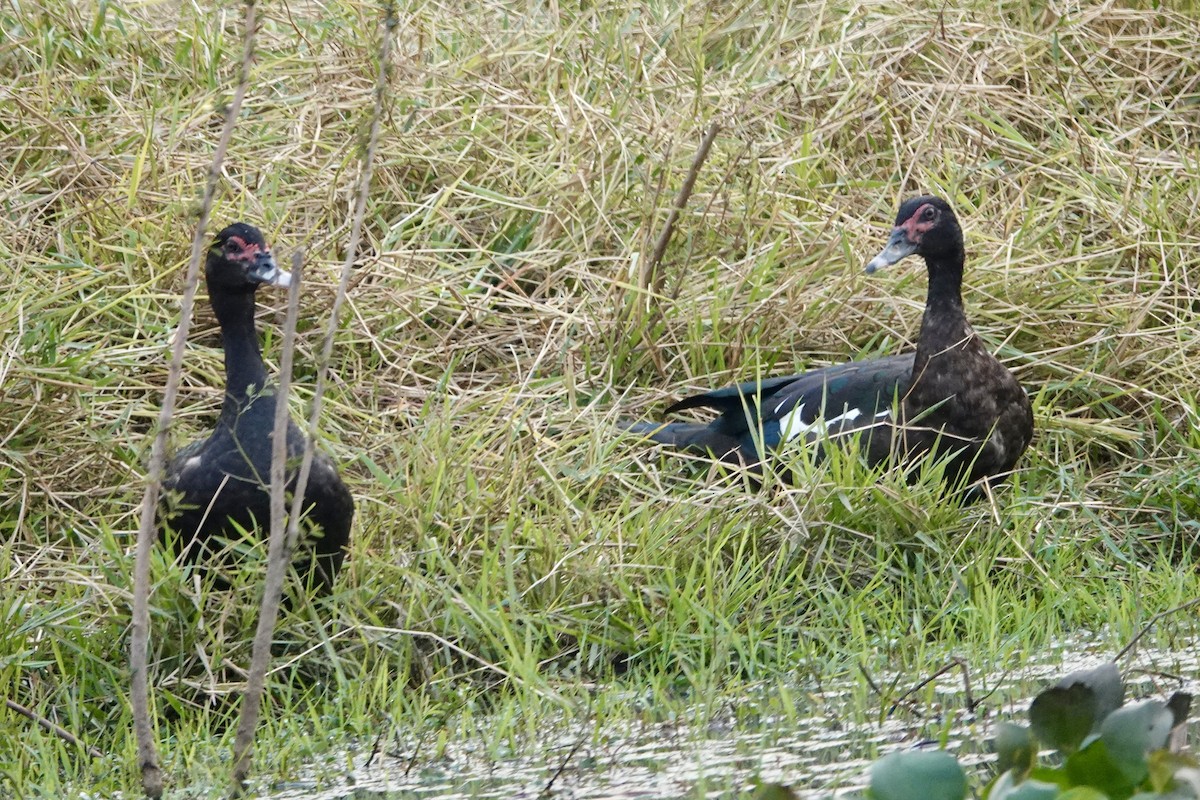 Muscovy Duck - ML623915045