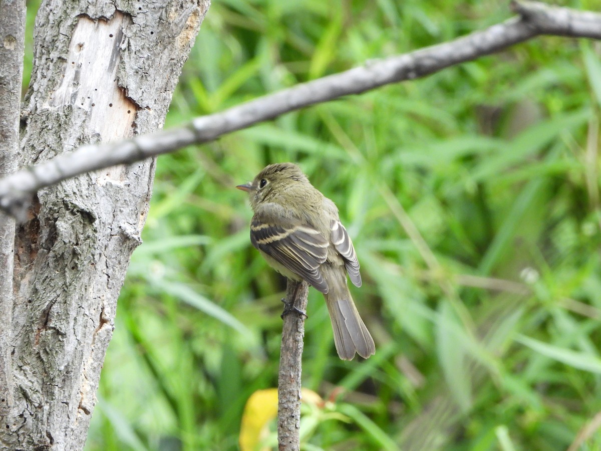 Western Flycatcher - ML623915145