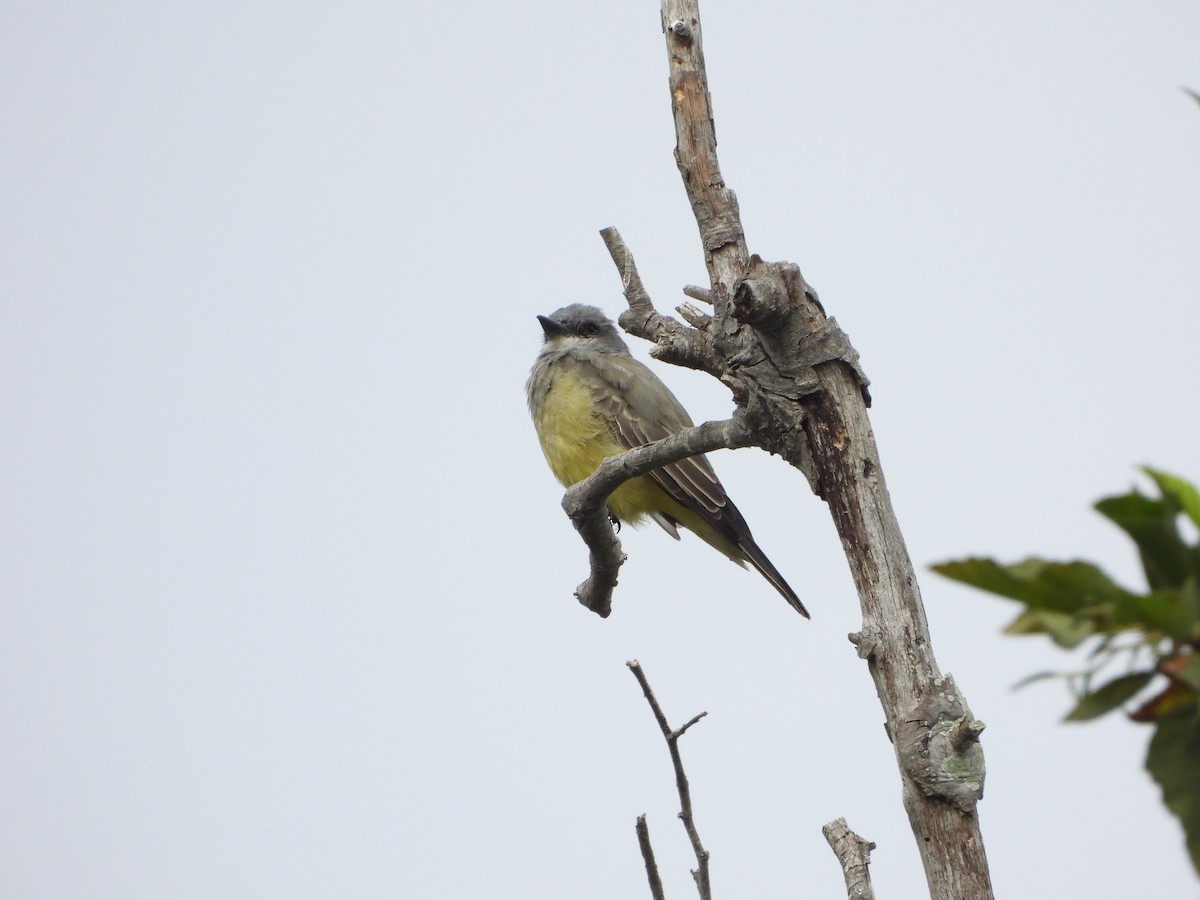 Cassin's Kingbird - Dan Meyer