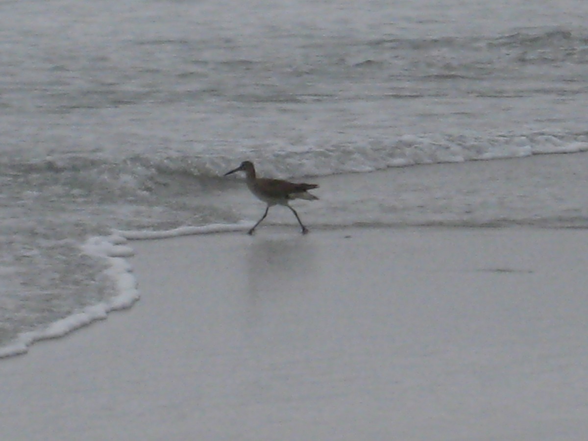 Willet - ML623915174