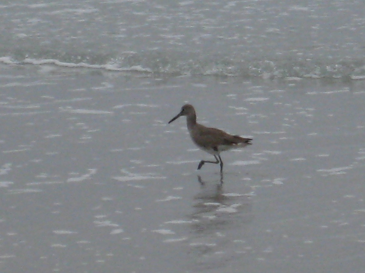 Willet - ML623915175