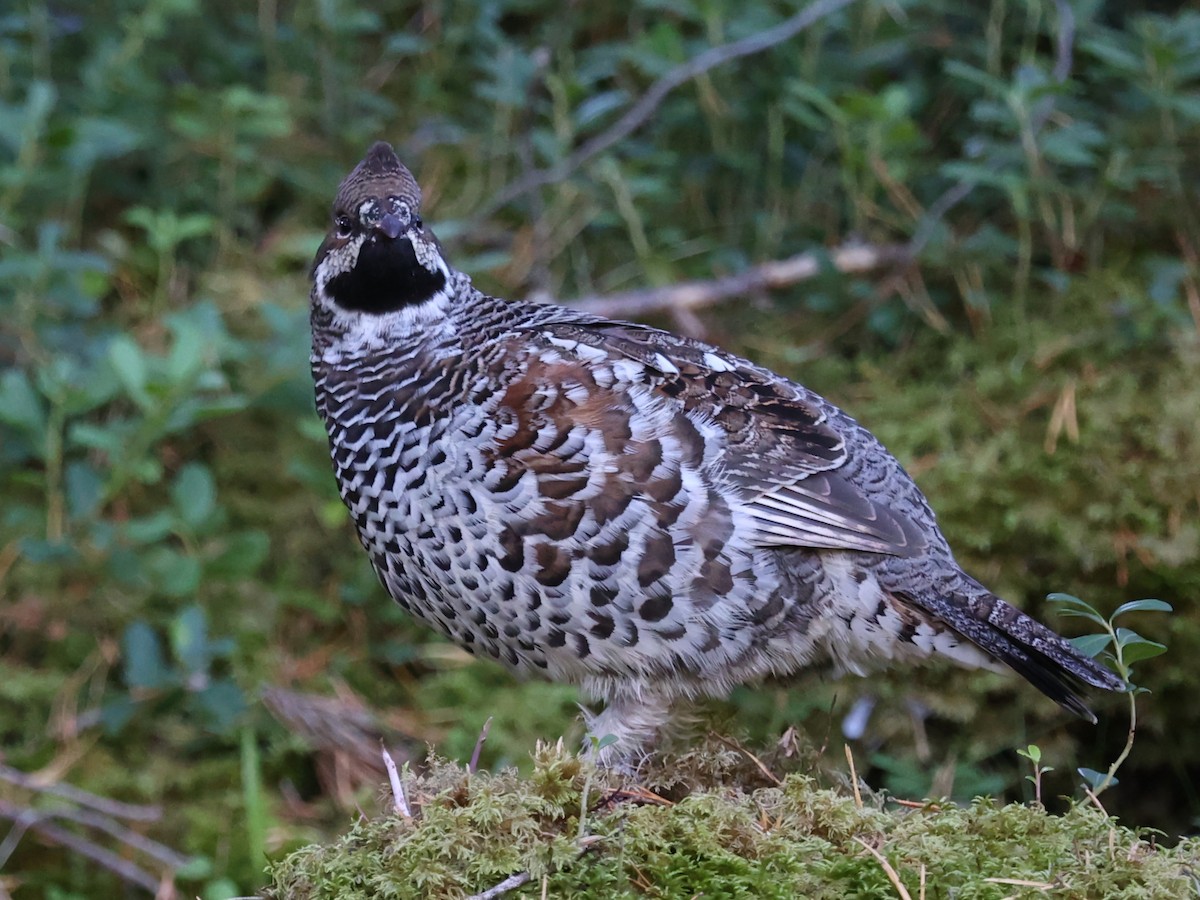 Hazel Grouse - ML623915194