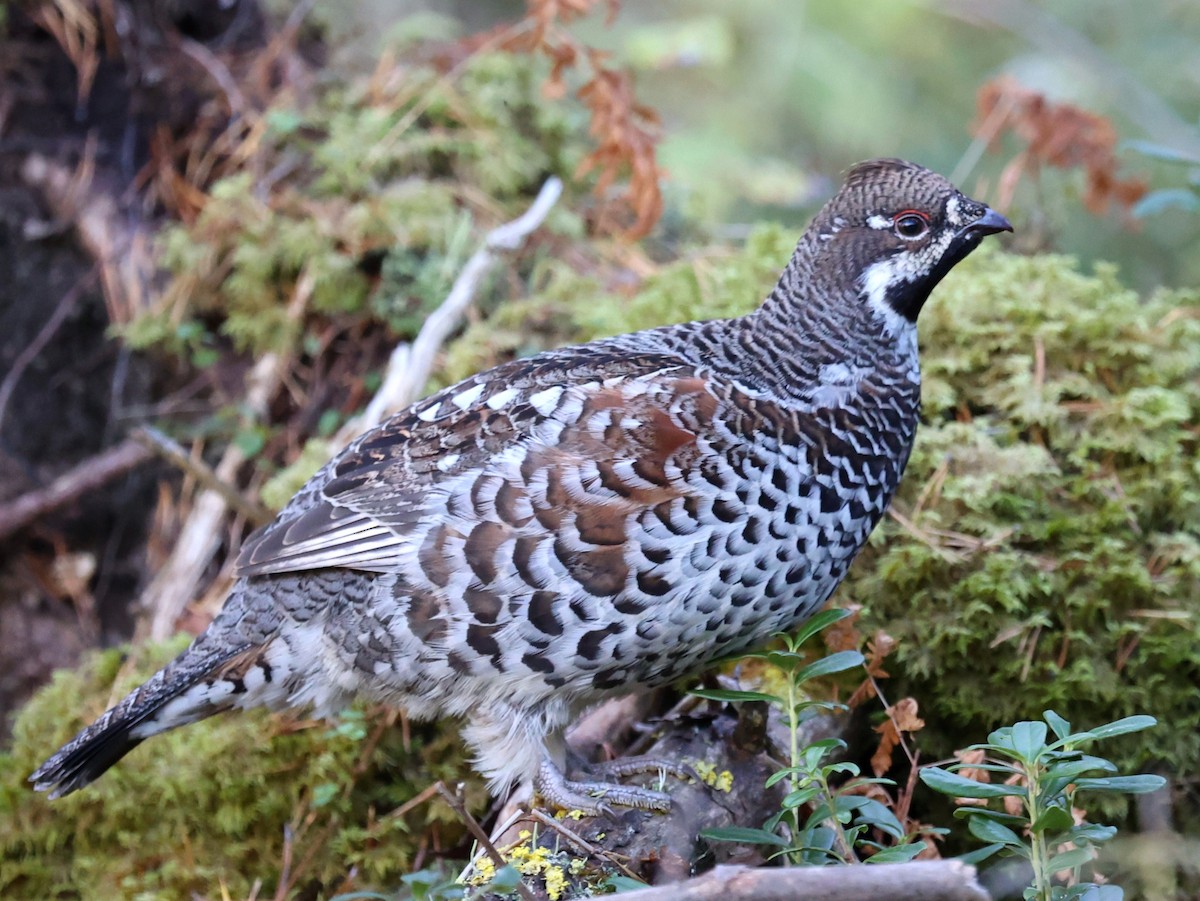 Hazel Grouse - ML623915195