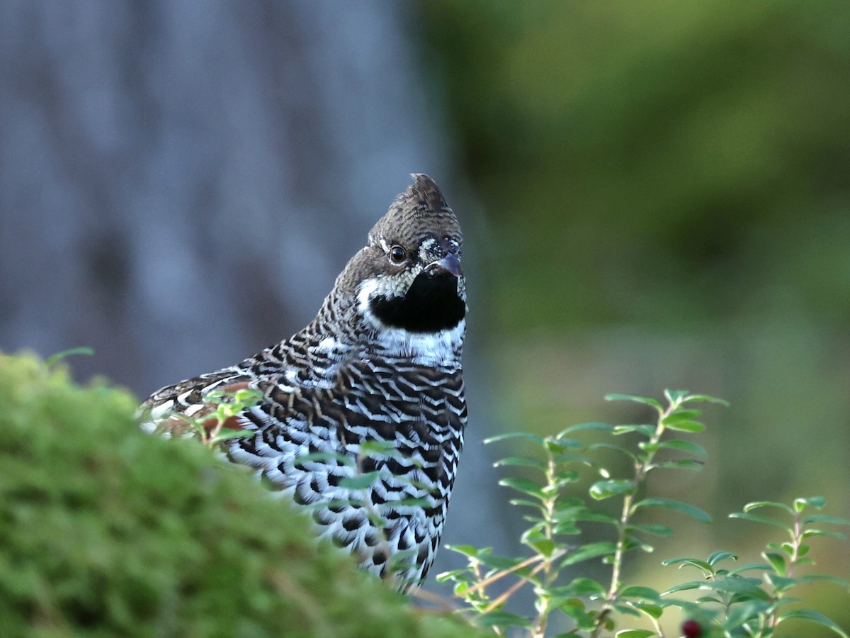 Hazel Grouse - ML623915196