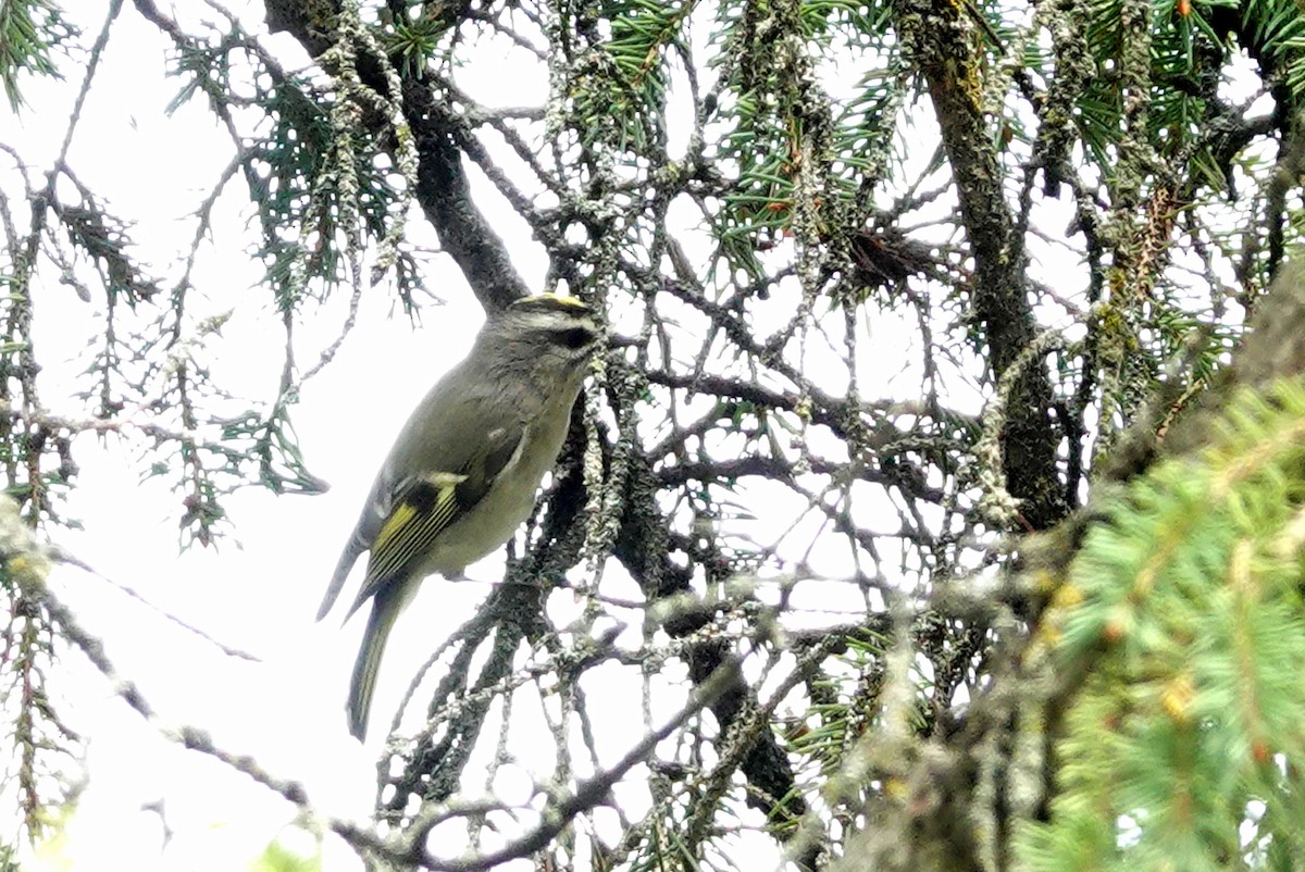 Golden-crowned Kinglet - ML623915204