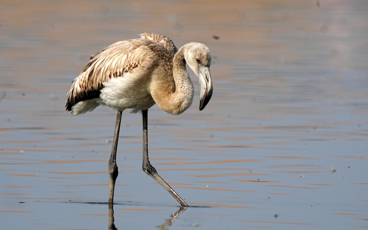 Greater Flamingo - Daniel Santos