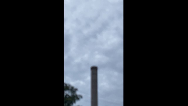 skorsteinsseiler - ML623915236